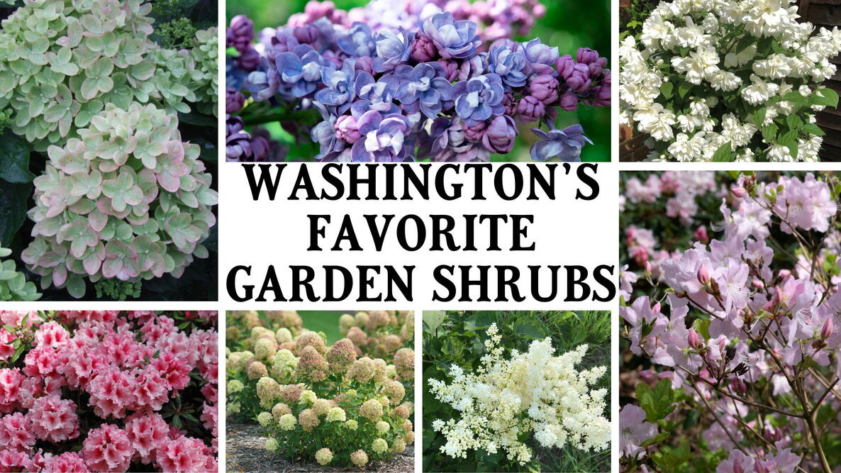 hydrangeas, lilacs, azaleas, mock orange: Washington’s Favorite Garden Shrubs