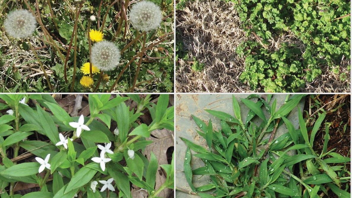 Weed Collage