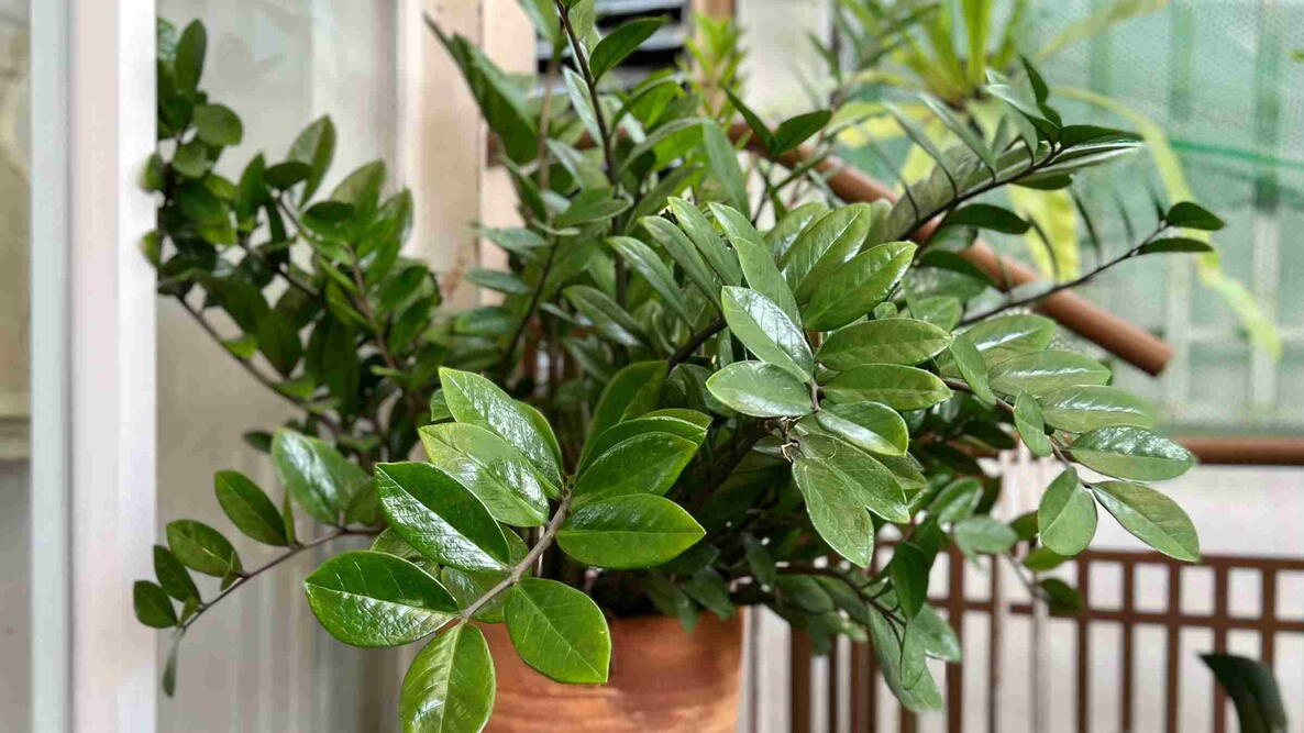 ZZ plant in a container