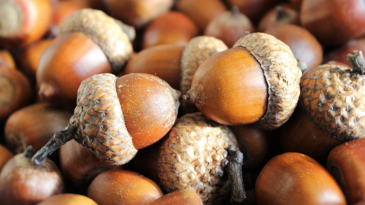 pile of fresh acorn nuts