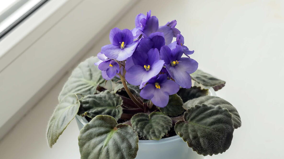 Blooming blue violet (saintpaulia) in a plastic pot on a home windowsill.