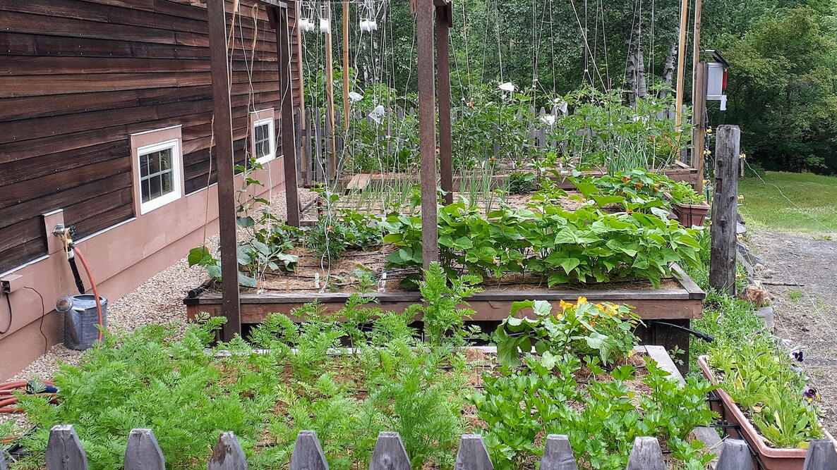 Tomato trellis garden 