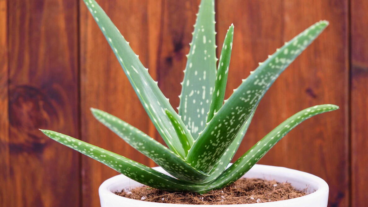 green aloe vera plant in a white pot with a wooden wall background