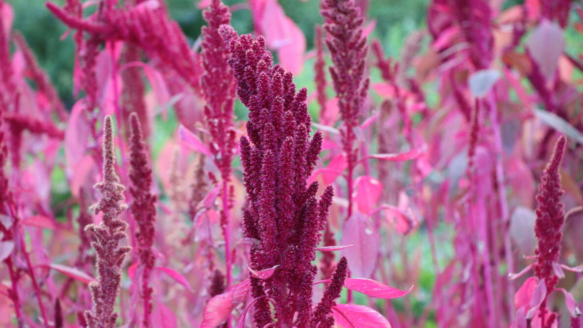 Up close photograph of pink amaranths