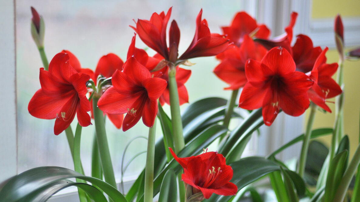 Amaryllis Care Growing and Caring for Amaryllis Plants The Old