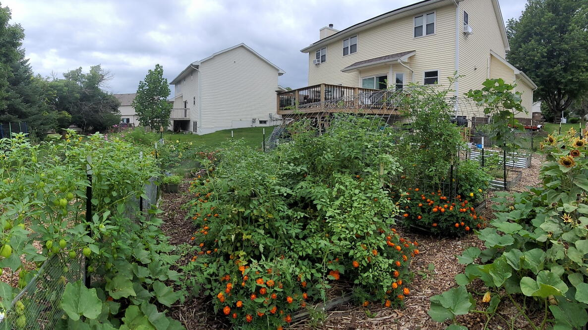 Beginner Vegetable Garden by Andrea