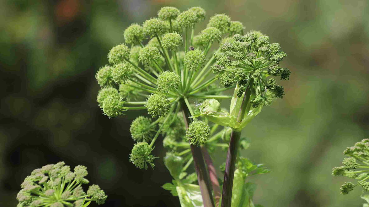 Angelica archangelica flower stalk with green buds and foamy flower heads.