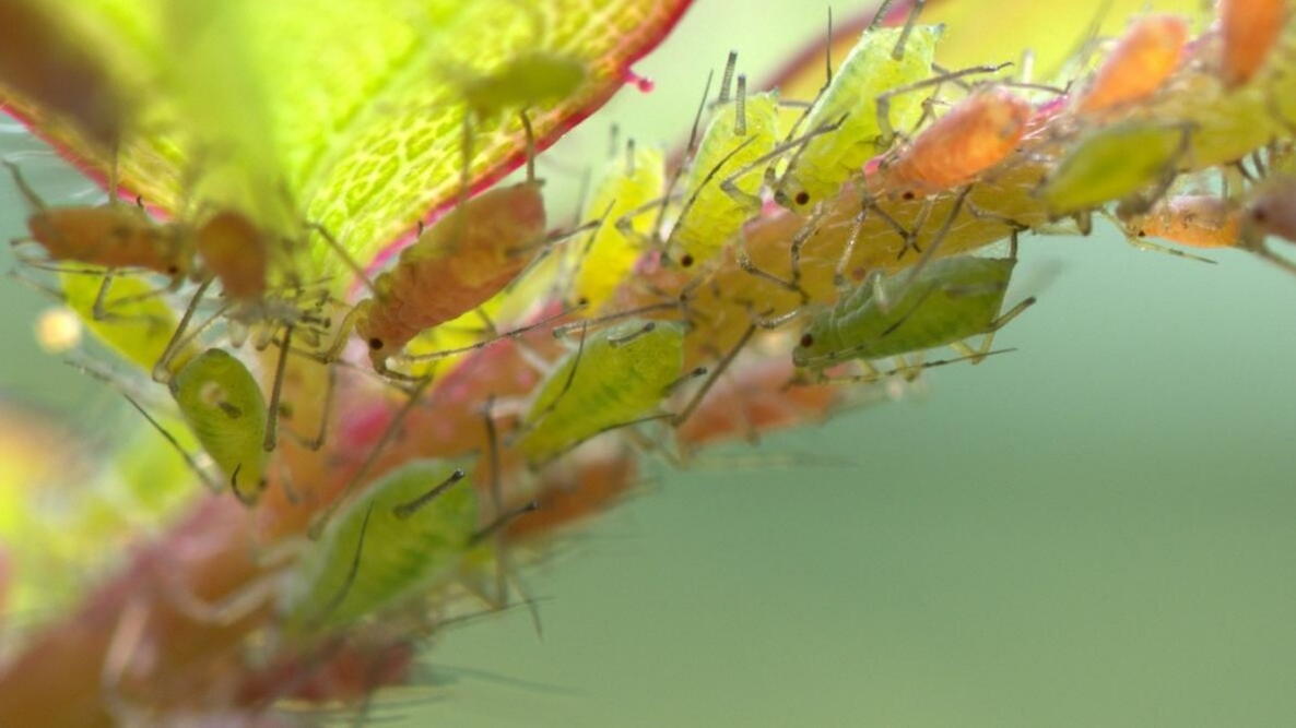 green aphids crawling on a plant