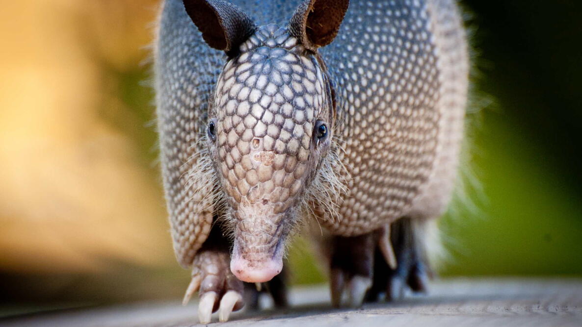 Armadillo near Everglades