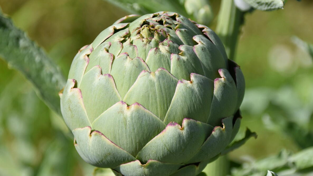 close up photo of a globe artichoke