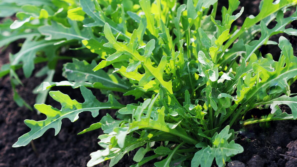 close up of arugula lettuce in the garden