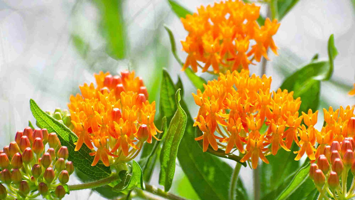 Butterfly weed (Asclepias tuberosa) in bloom with bright orange flowers