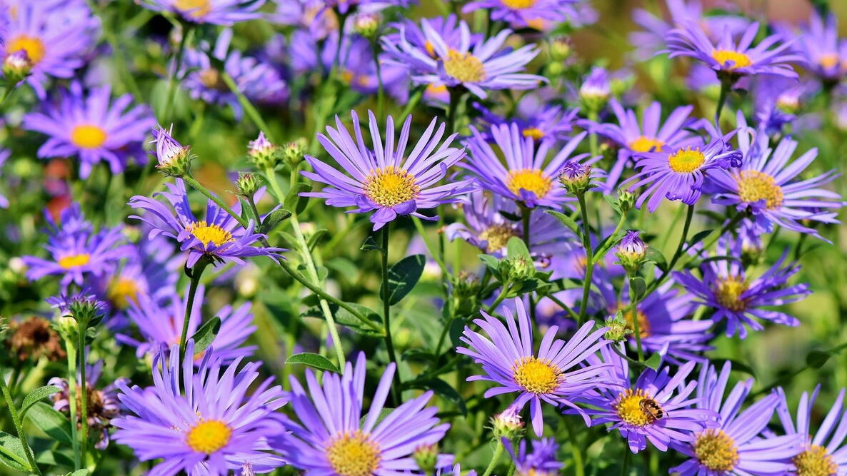 purple aster flowers in a garden