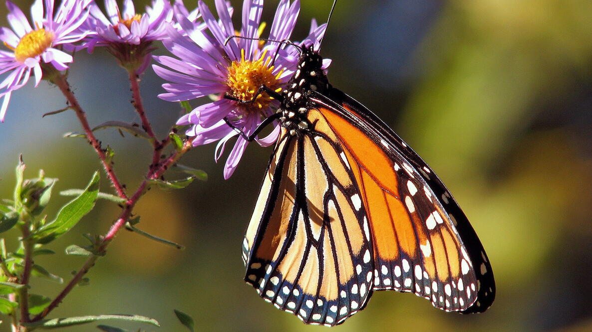 How to Make a Butterfly Garden That Thrives