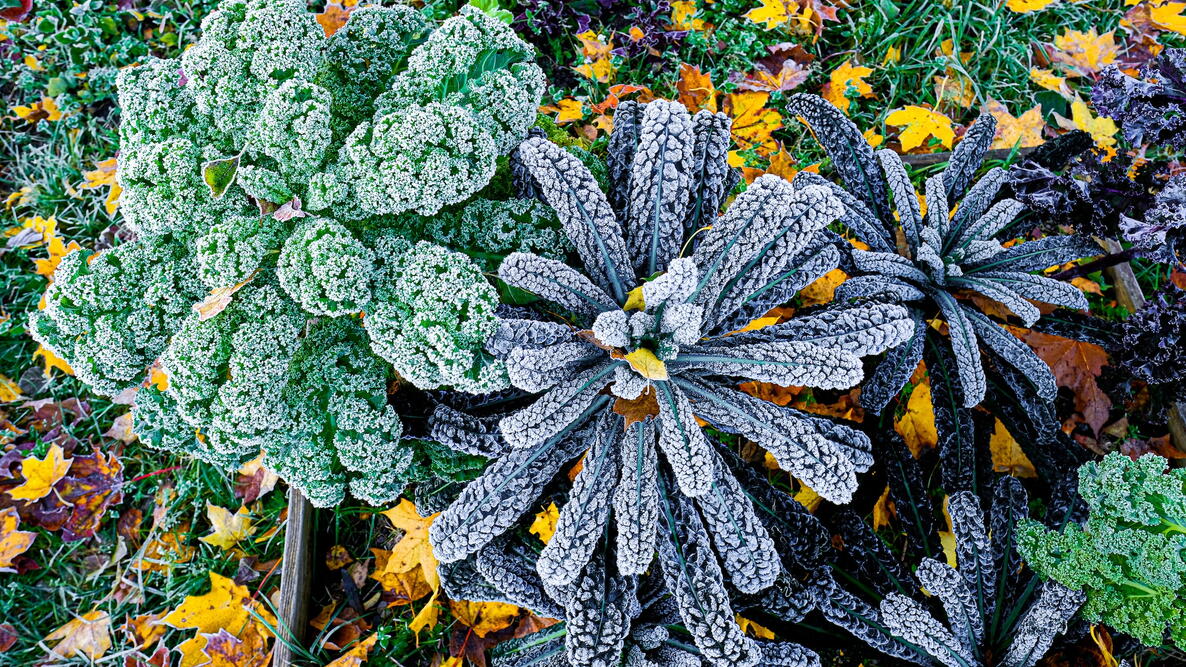 Fall Vegetable Garden With Frost