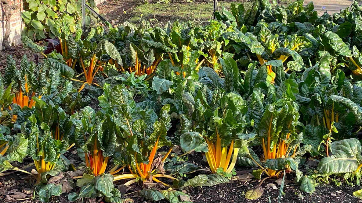Backyard Vegetable Garden