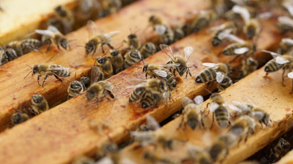 bees on beehive frames