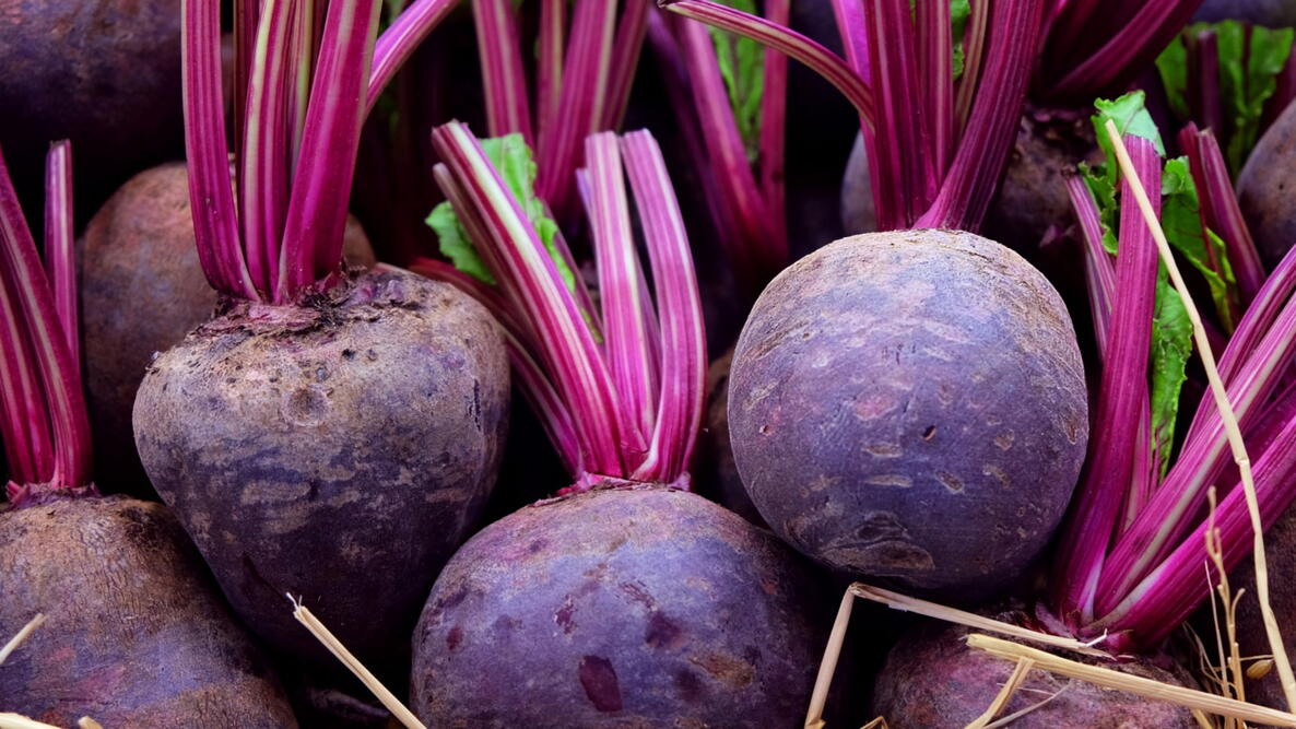 harvested and clean beets in a pile