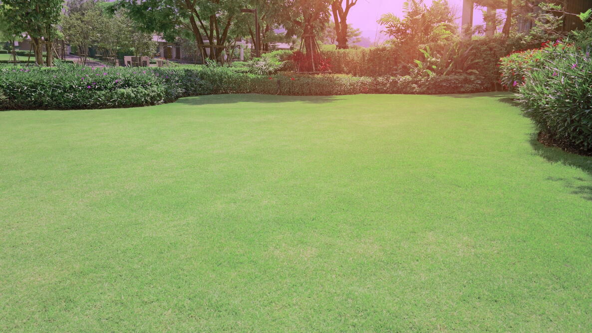 Bermudagrass lawn 