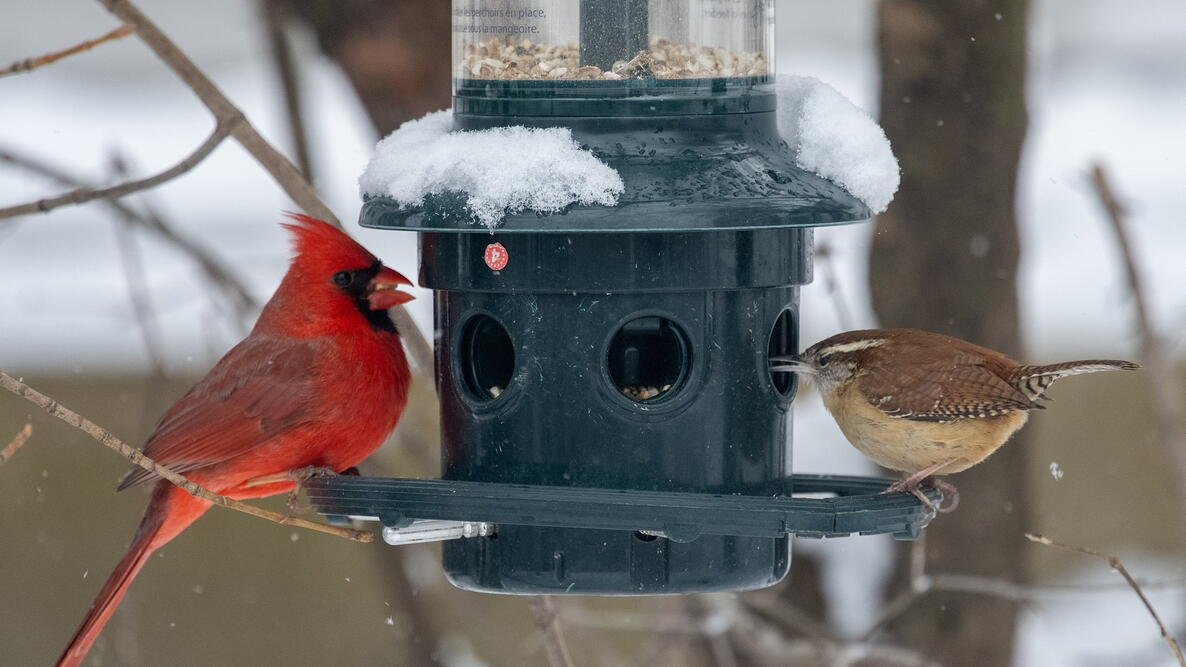 Cardinal and wren at a bird feeder during winter
