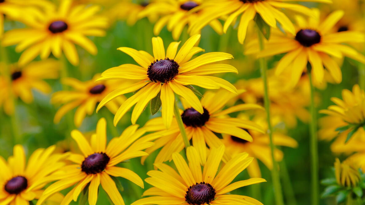 Black-eyed Susans (Rudbeckia hirta)in a field