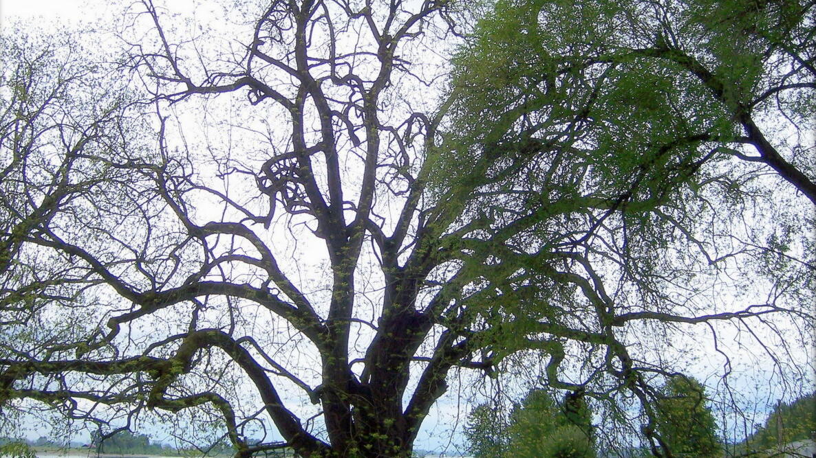 a black walnut tree planted in the yard with a blue sky behind it