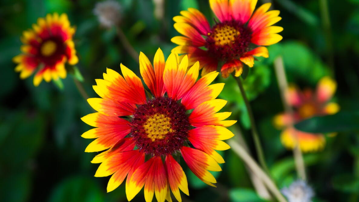 Close-up of red and yellow Gaillardia x grandiflora flowers