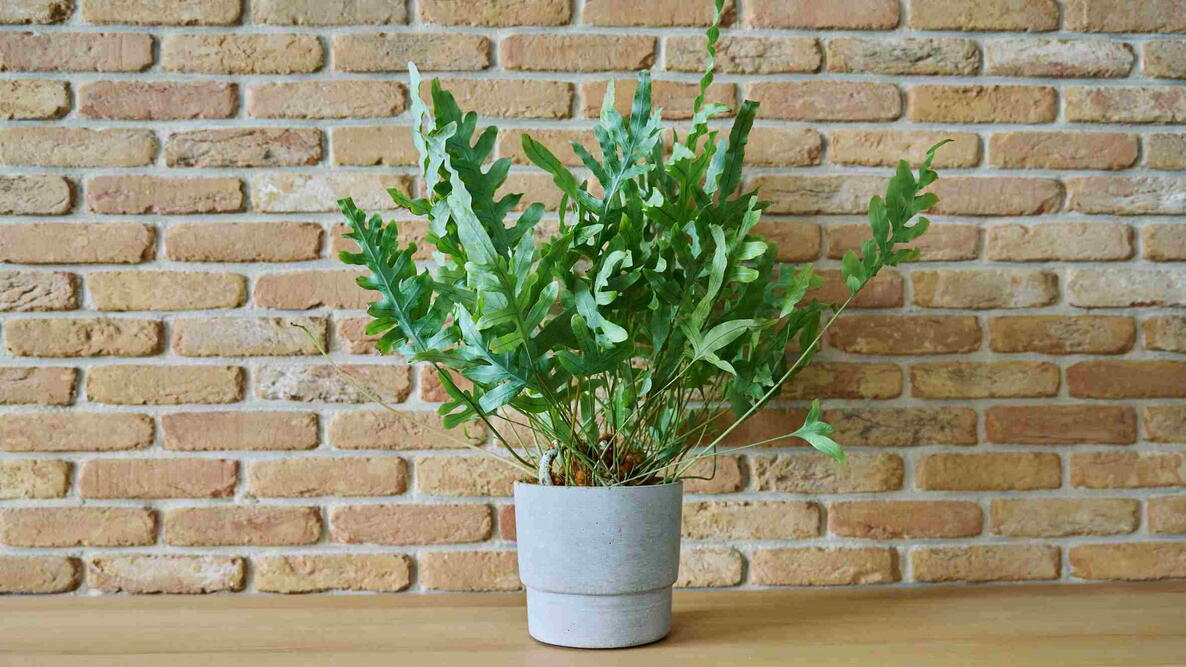 Blue star fern growing in a pot indoors