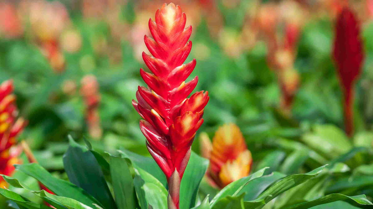 Bromeliad (Veriesea) 