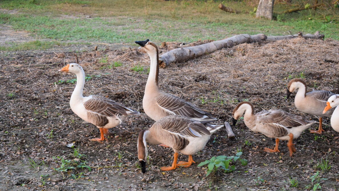 Brown Chinese Geese