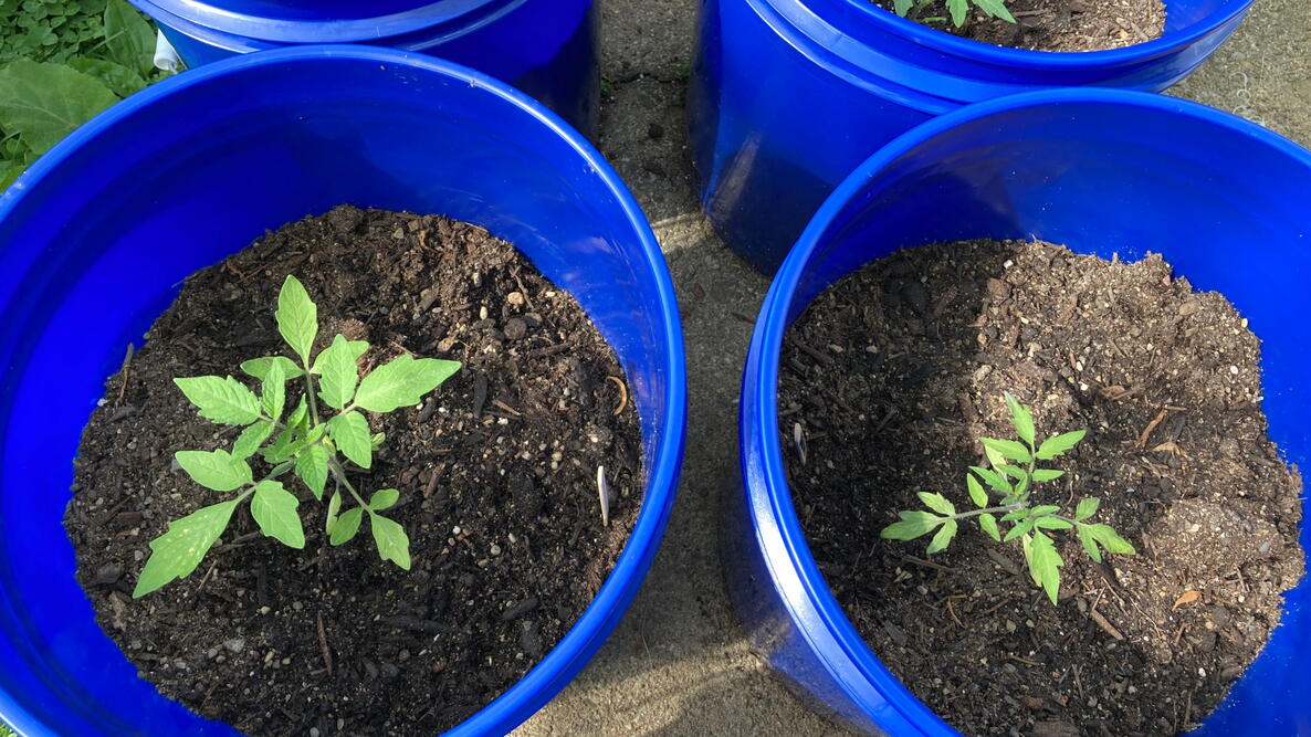 Four big blue buckets, with a tiny plant growing in each