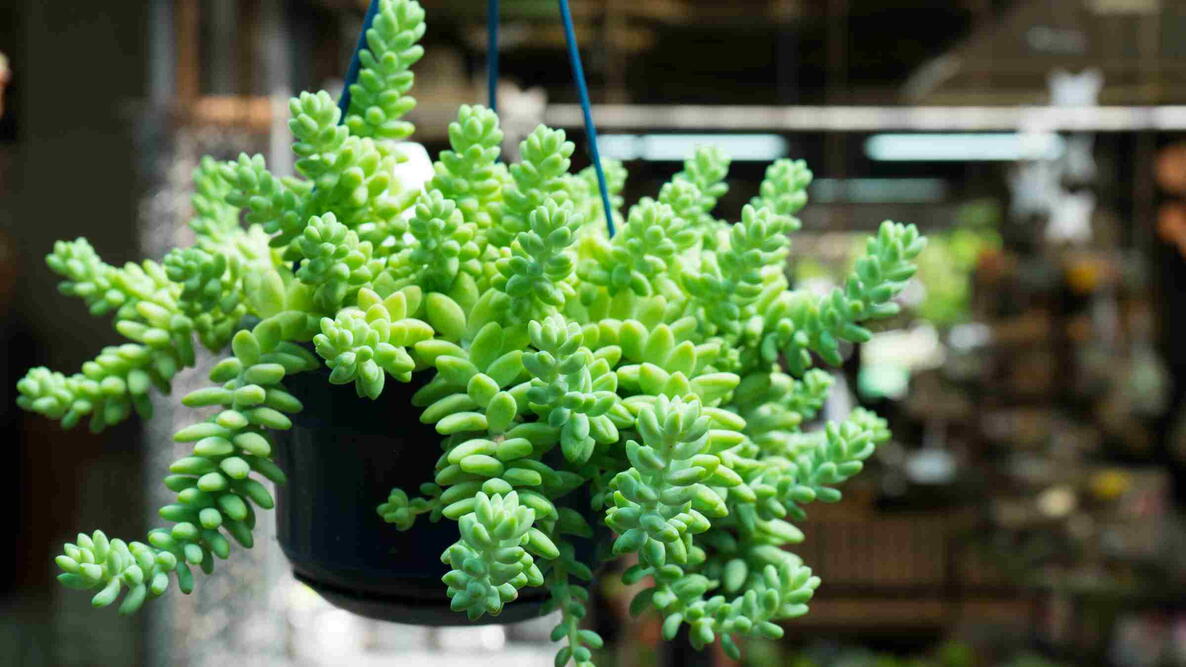 Sedum morganianum (donkey tail or burro's tail)