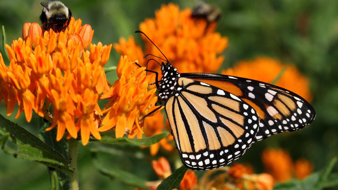 Monarch butterfly on butterfly weed (Asclepias tuberosa) with a bumblebee