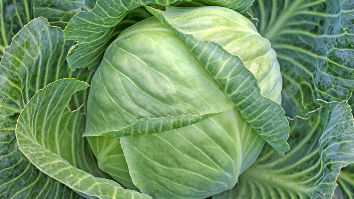 Head of green cabbage in organic home farm vegetable food