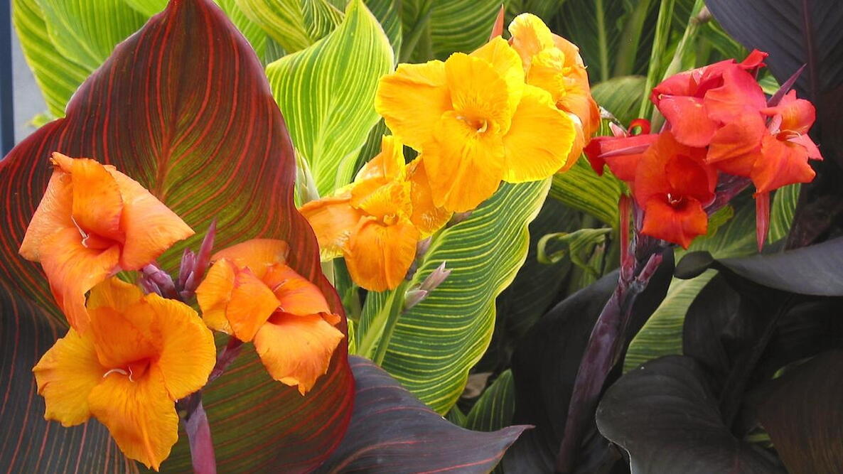 Canna Tropicanna®: The original Tropicanna, Tropicanna Gold, and Tropicanna Black