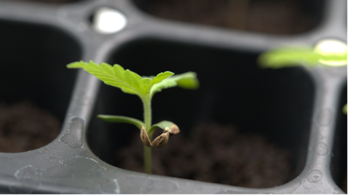 A tiny cannabis sprout emerging from soil after direct planting