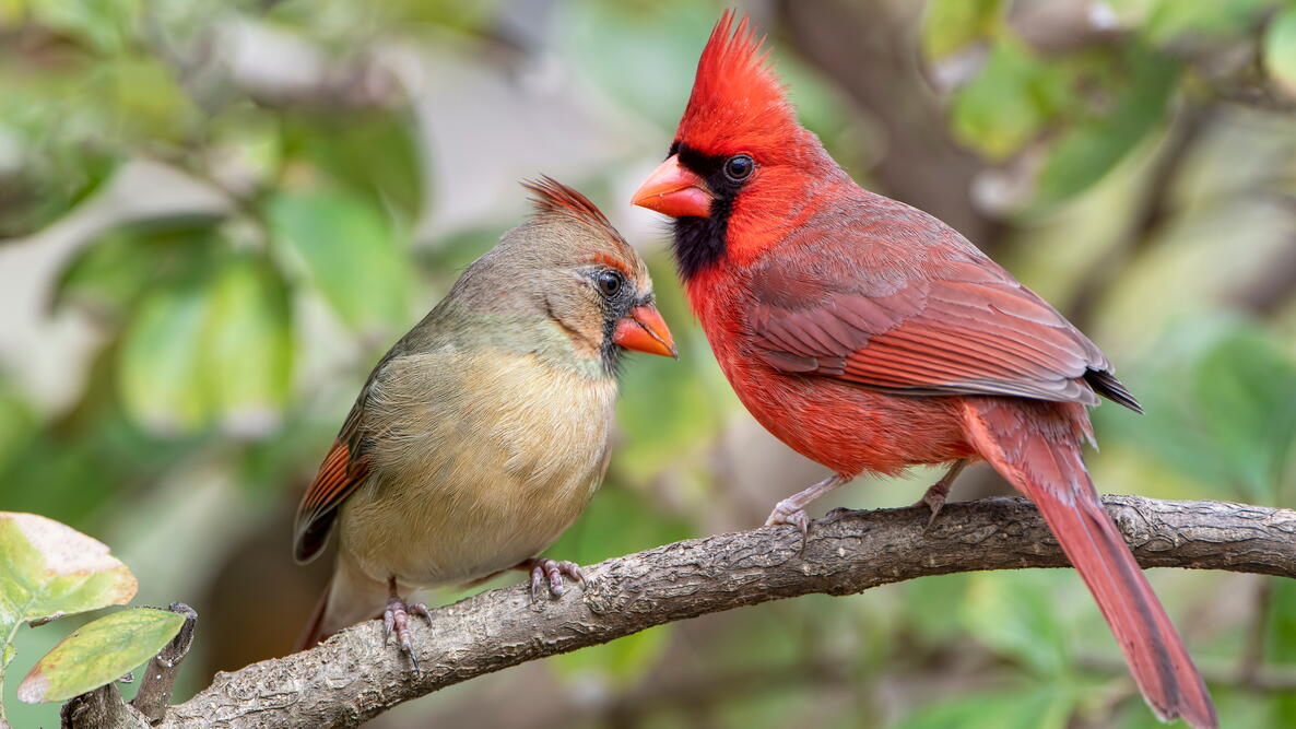 Male and female cardinal resting on a branch 