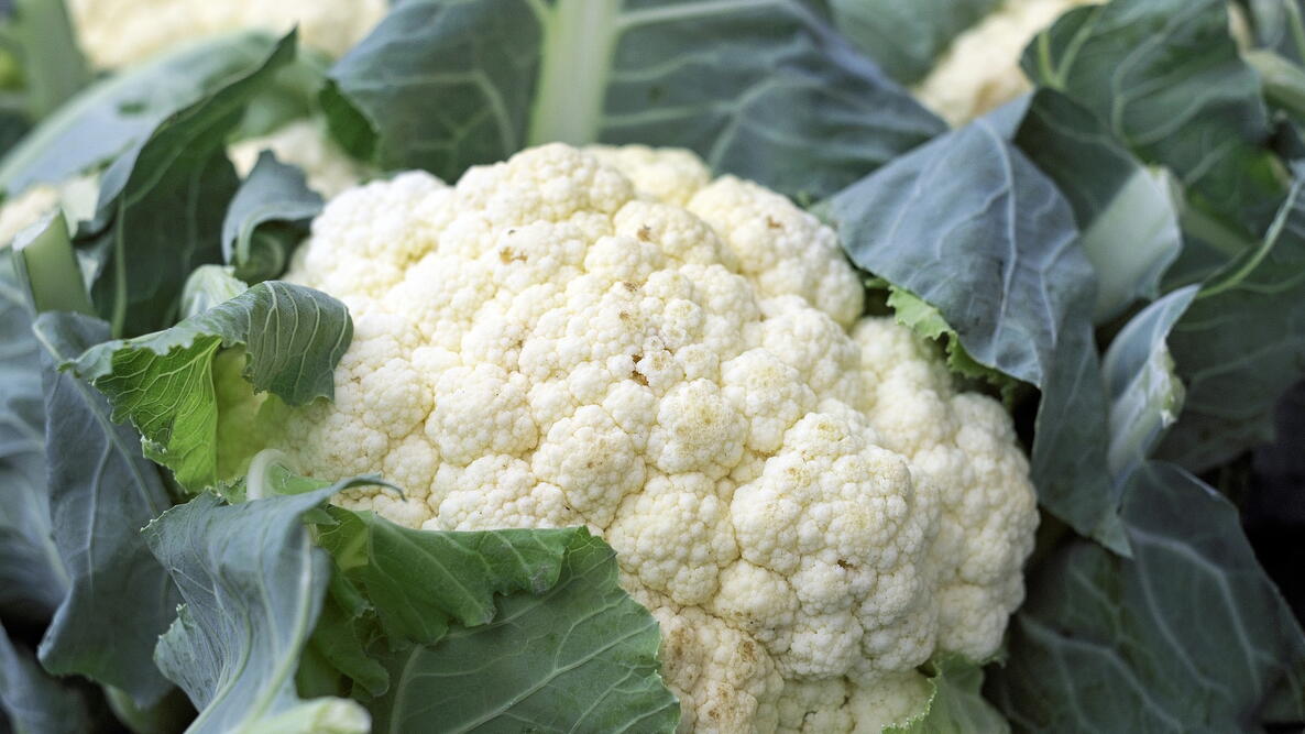 white cauliflower growing the garden