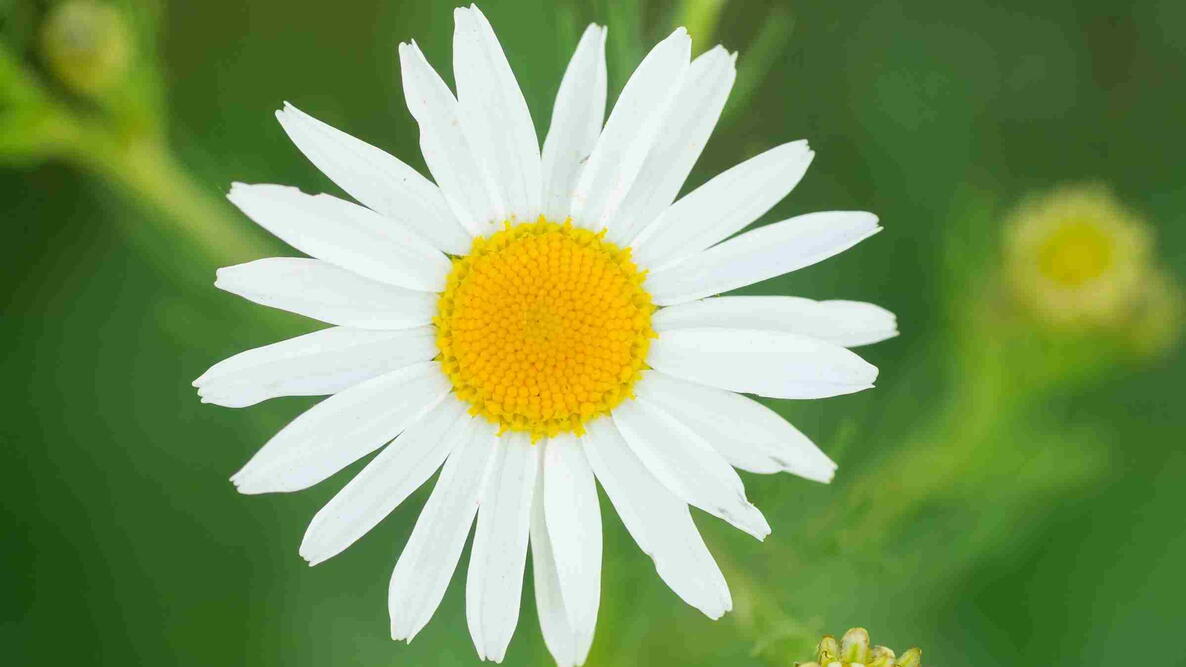 Chamomile flower (Matricaria recutita) in the garden.