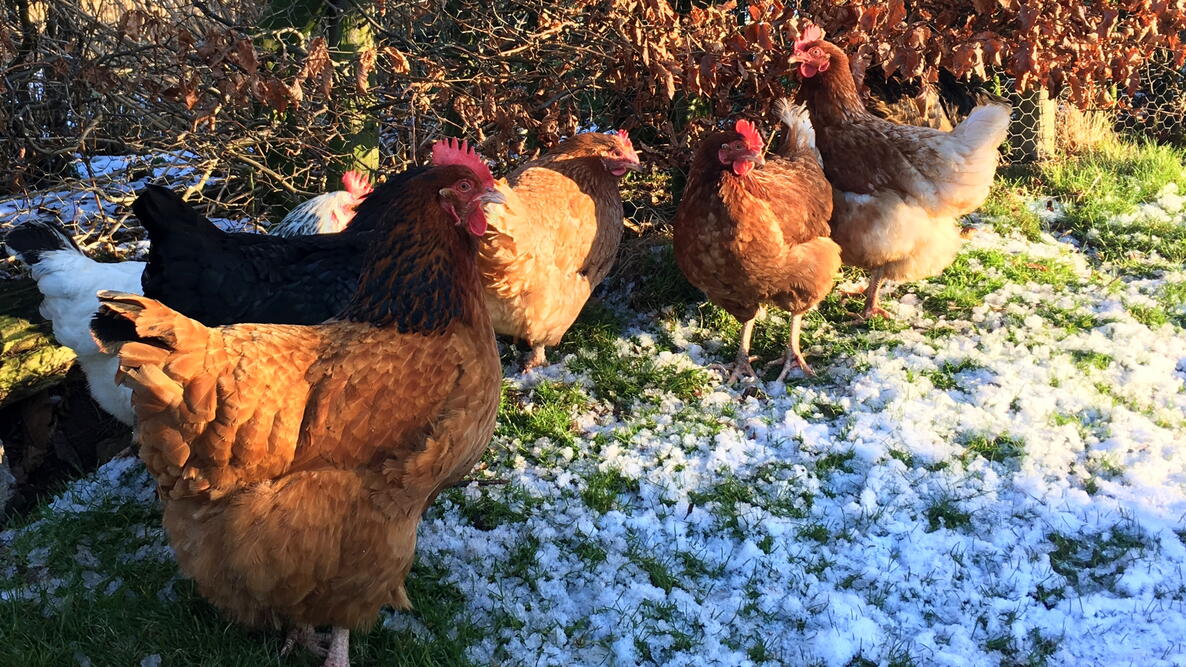 Chickens in snow
