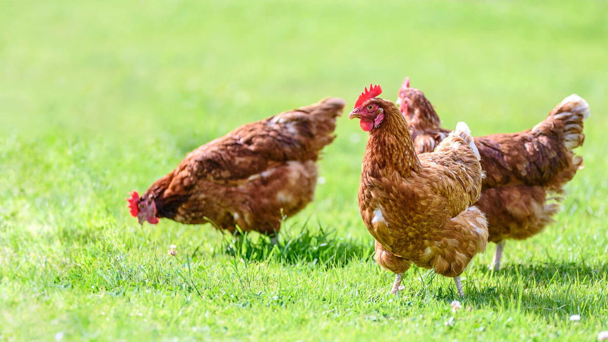 Hens on a traditional free range poultry organic farm grazing on the grass
