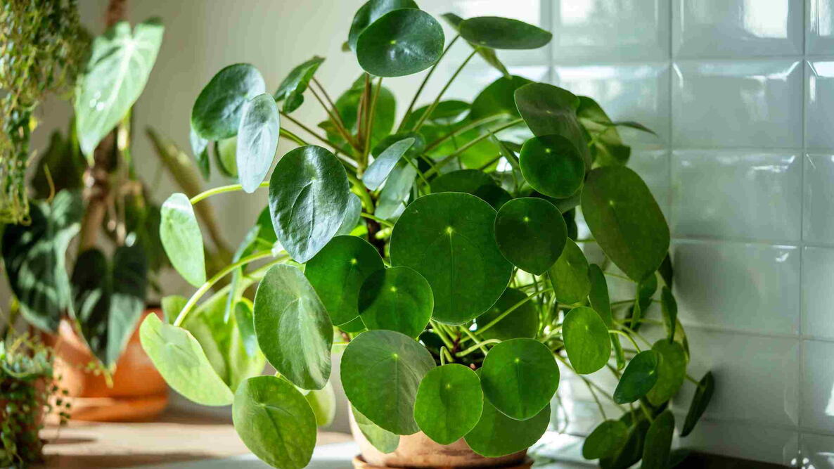 Closeup of trendy Pilea peperomioides houseplant in terracotta pot at sunlight at kitchen home. Chinese money plant