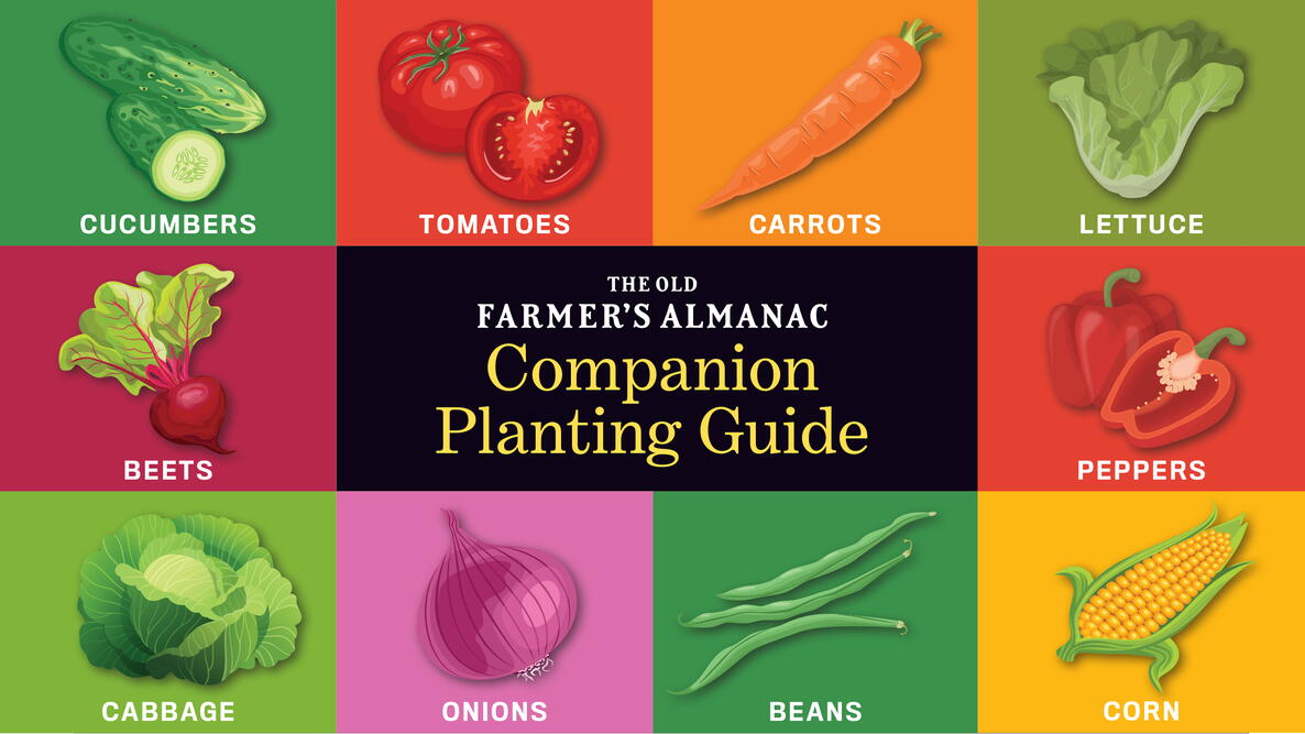 companion planting guide for the garden. cucumbers, tomatoes, carrots, lettuce, beets, peppers, cabbage, onions, beans, corn