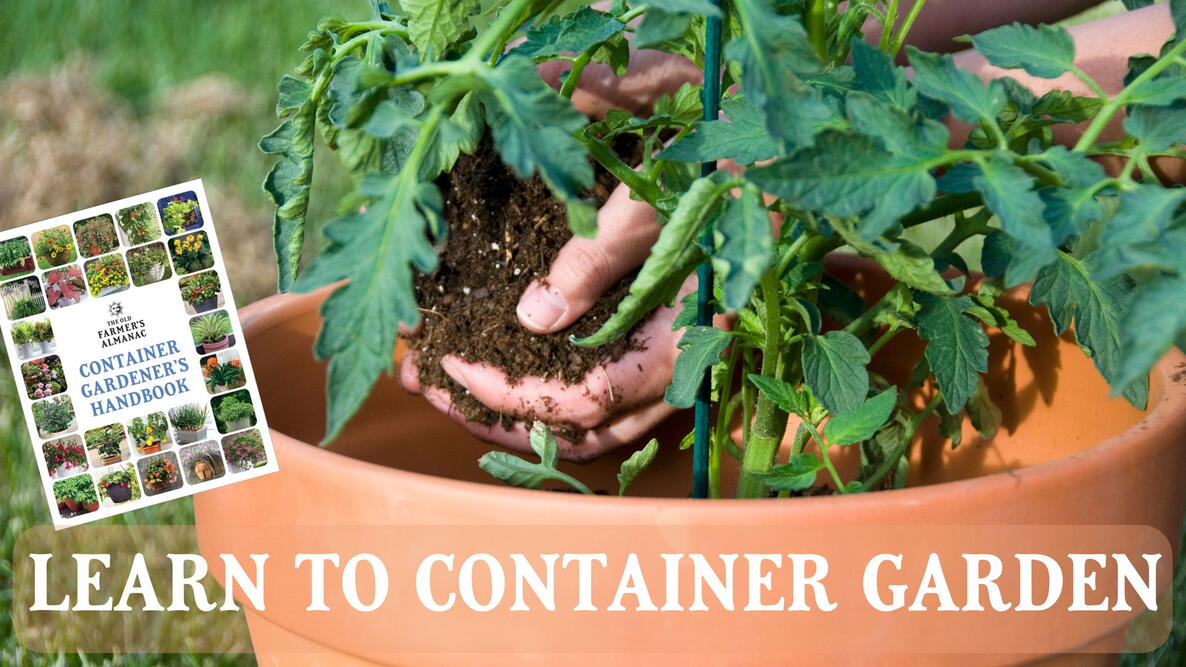 a beginners guide to container gardening. tomatoes in a container/pot with a wicker basket