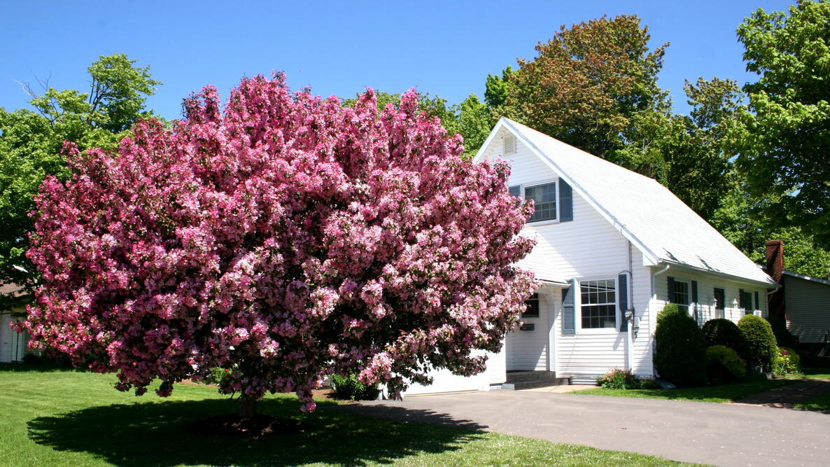 Crabapple tree near house