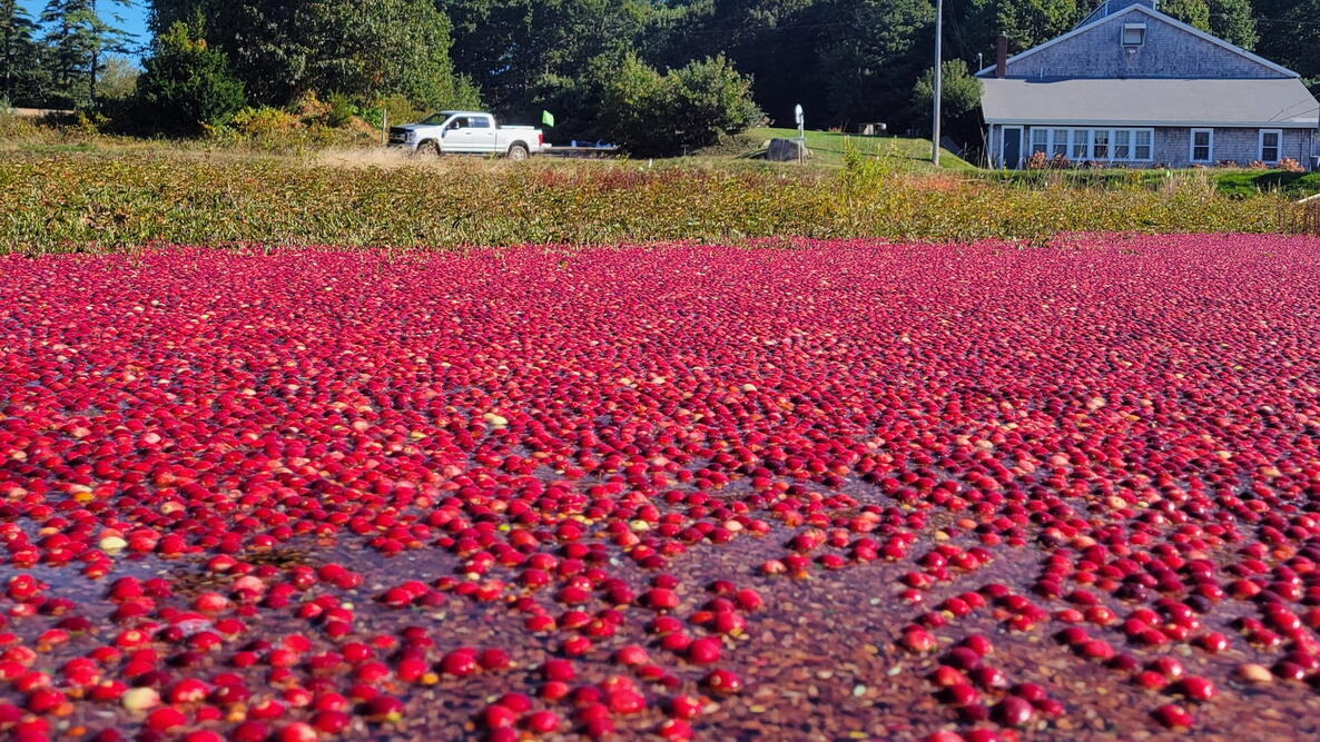 cranberry bogs