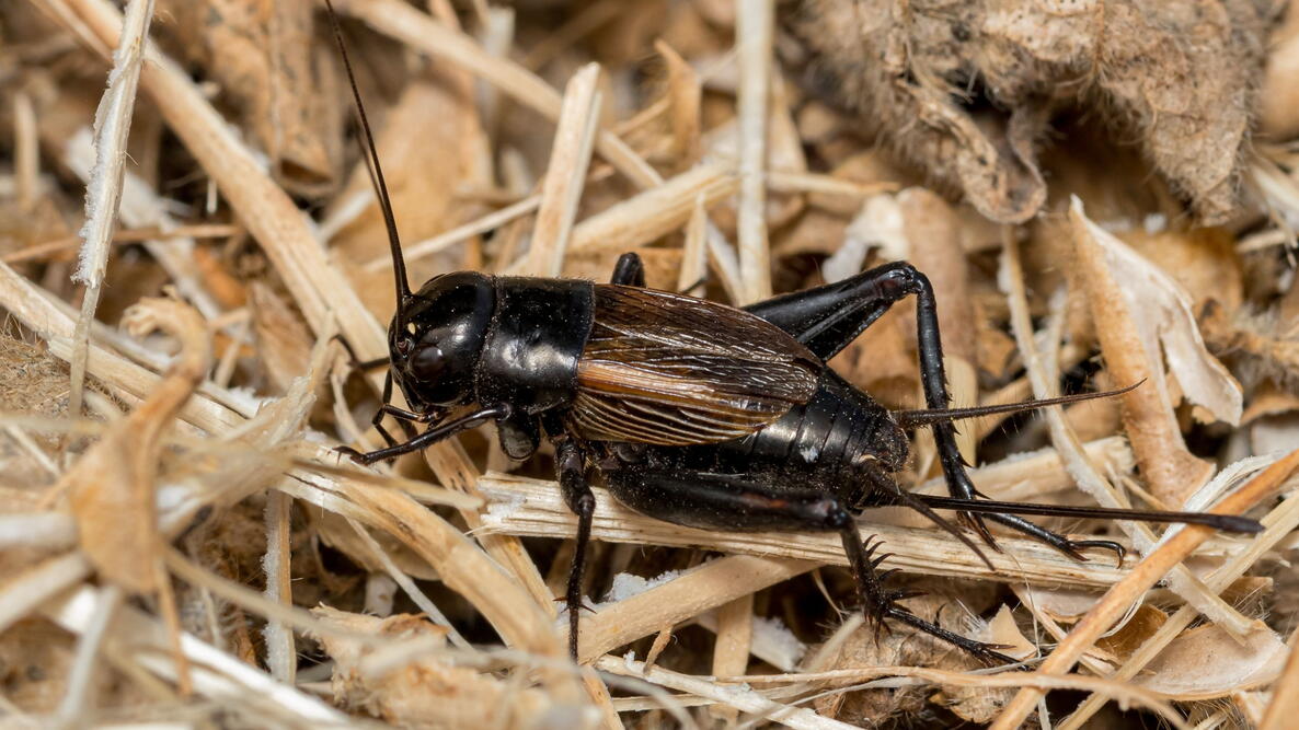 Closeup of Field Cricket.