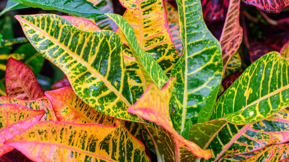 Codiaeum variegatum (Croton, Variegated Laurel, Garden Croton, Orange Jessamine) ; An outstanding colorful, multicolor and shapes of leaves textures. Ornamental plants. close up, natural sunlight.