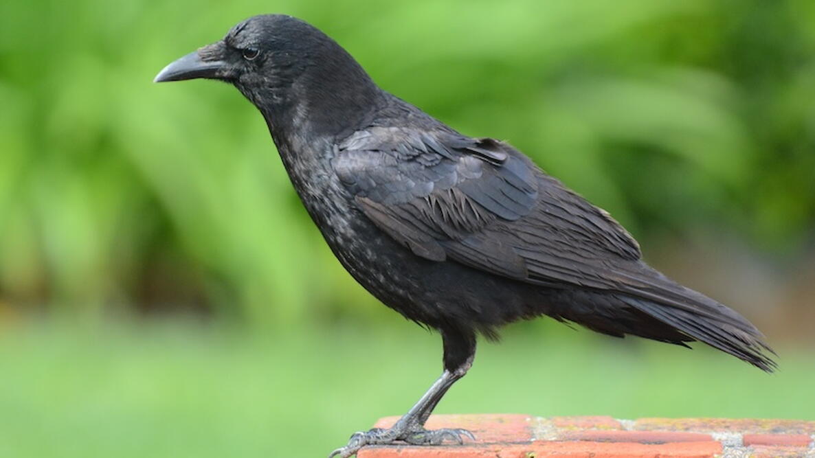 American Crow, Corvus brachyrhynchos, standing on a brick post in a suburban garden