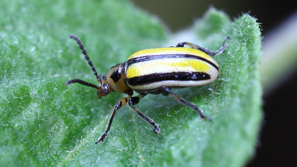 Striped cucumber beetle on a leaf